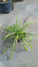 Agapanthus 'Polar Ice'