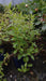 Campanula lactiflora 'Loddon Anna'