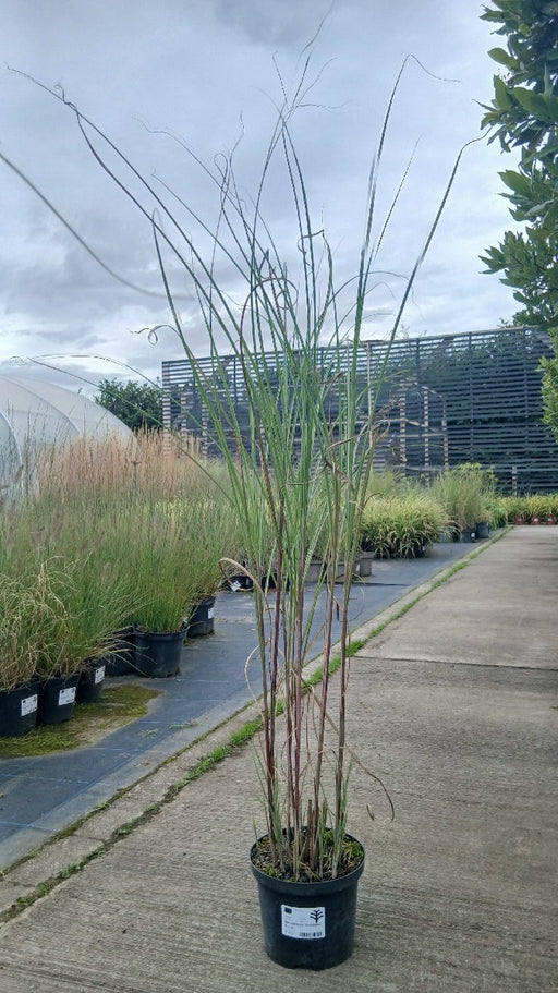 Miscanthus sinensis 'Gracillimus'