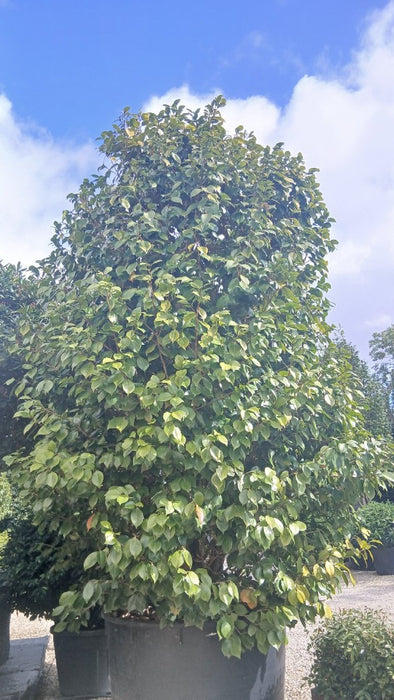 Camellia japonica 'Te Deum'