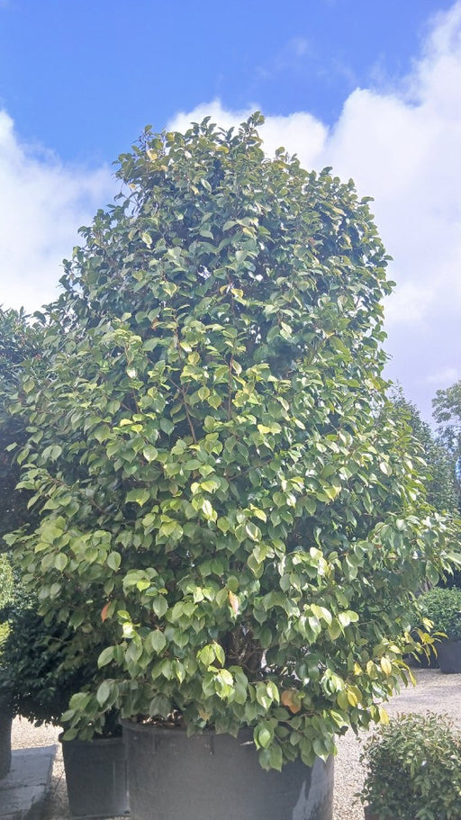 Camellia japonica 'Te Deum'