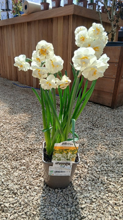 Narcissus 'Bridal Crown' 