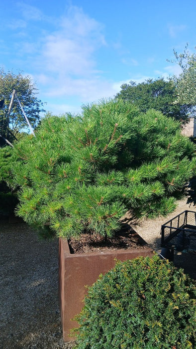 Pinus densiflora 'Benelux'