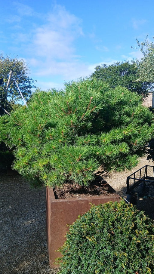 Pinus densiflora 'Benelux'