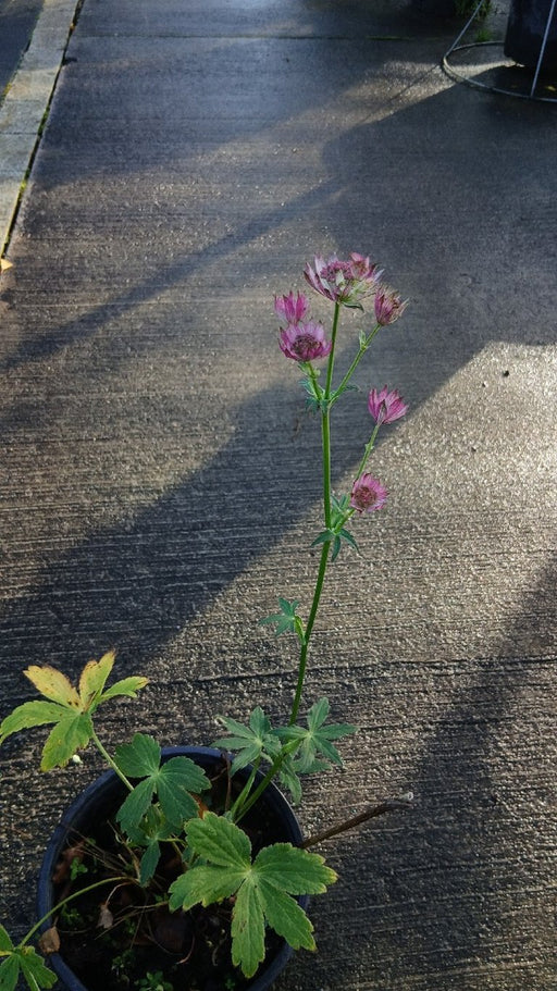 Astrantia major 'Pink Pride'