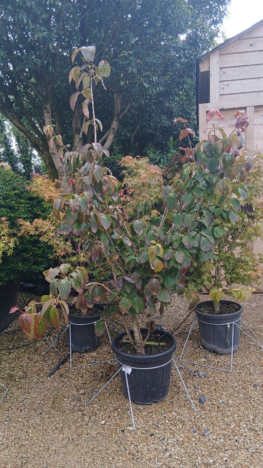 Cornus kousa 'Satomi'