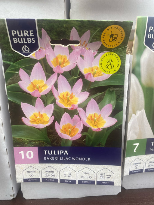 Tulipa 'Bakeri Lilac Wonder'