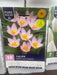 Tulipa 'Bakeri Lilac Wonder'