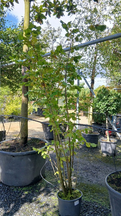 Corylus avellana (Hazel)