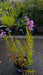 Physostegia virginiana 'Vivid' (Obedient Plant)