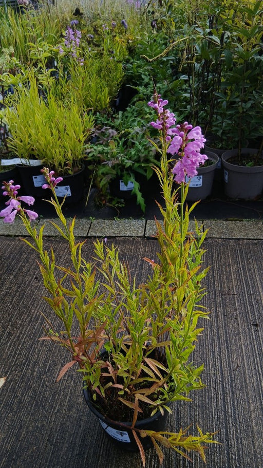 Physostegia virginiana 'Vivid' (Obedient Plant)