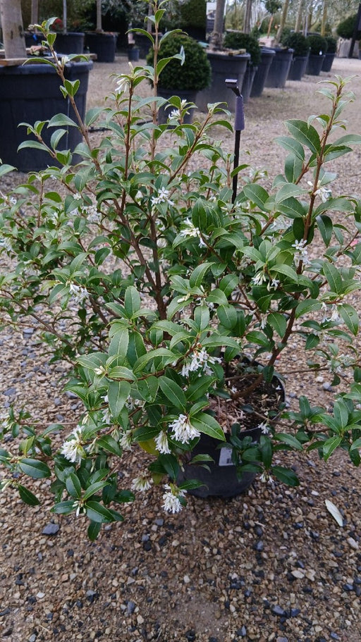 Osmanthus burkwoodii