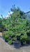 Pinus sylvestris