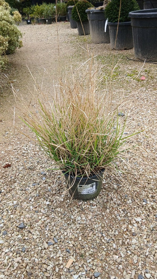 Stipa calamagrostis