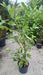 Prunus l. 'Rotundifolia'