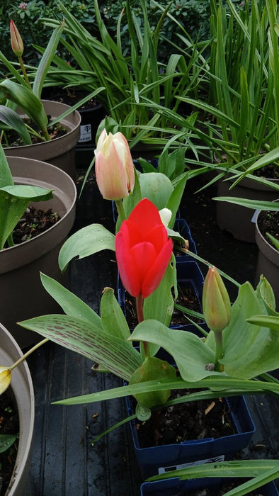 Tulips, Mixed Potted