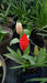 Tulips, Mixed Potted