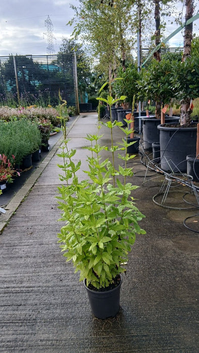 Veronicastrum virginicum (Culver's Root)