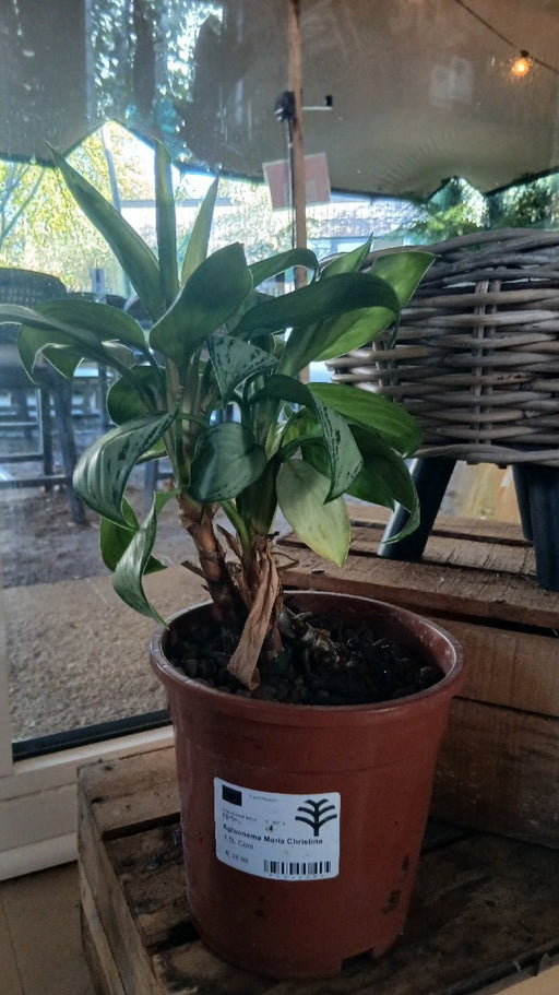 Aglaonema 'Maria Christina'