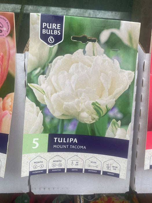 Tulipa 'Mount Tacoma'