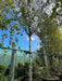 Betula utilis 'Doorenbos'