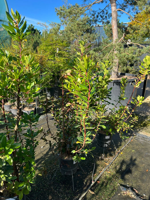 Arbutus unedo