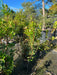 Arbutus unedo