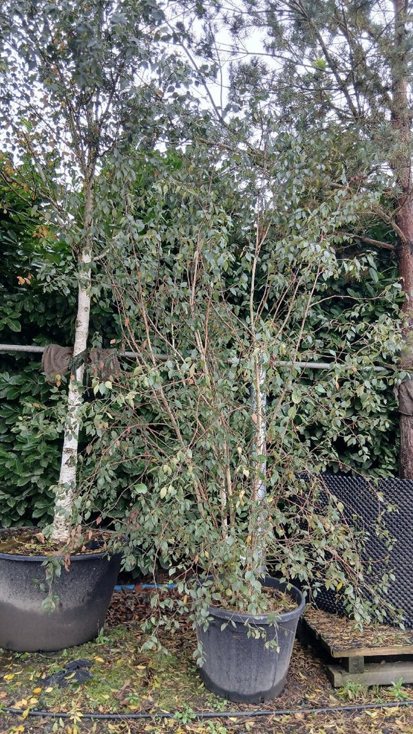Betula utilis jacquemontii
