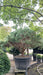 Pinus sylvestris 'Nana' (Scots Pine)