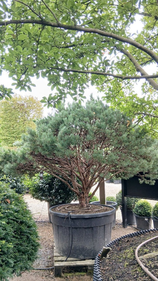 Pinus sylvestris 'Nana' (Scots Pine)