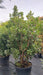 Arbutus unedo (Strawberry Tree)