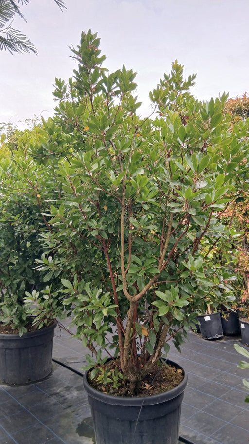 Arbutus unedo (Strawberry Tree)