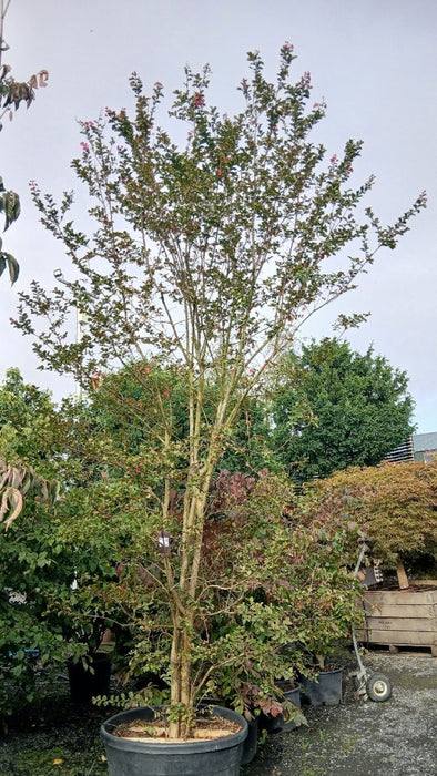 Lagerstroemia indica (Crepe Myrtle)