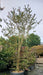 Lagerstroemia indica (Crepe Myrtle)