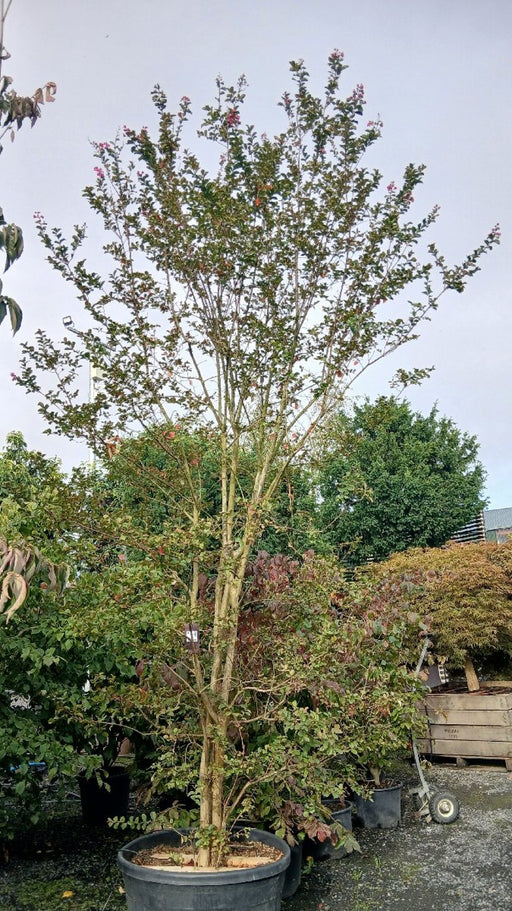Lagerstroemia indica (Crepe Myrtle)