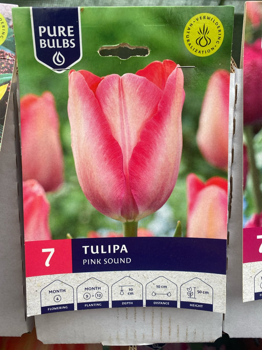 Tulipa 'Pink Sound'