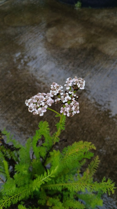 Achillea Summer Pastels Mix