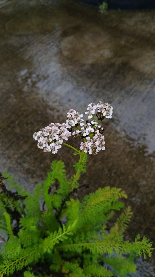 Achillea Summer Pastels Mix
