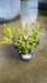 Leucanthemum superbum 'Snowcap' (Shasta Daisy)