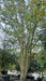 Carpinus betulus 'Quercifolia'