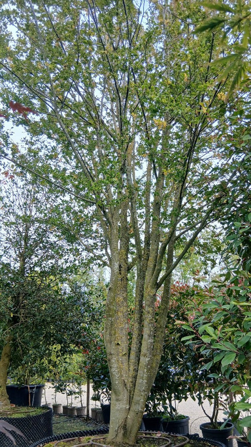 Carpinus betulus 'Quercifolia'