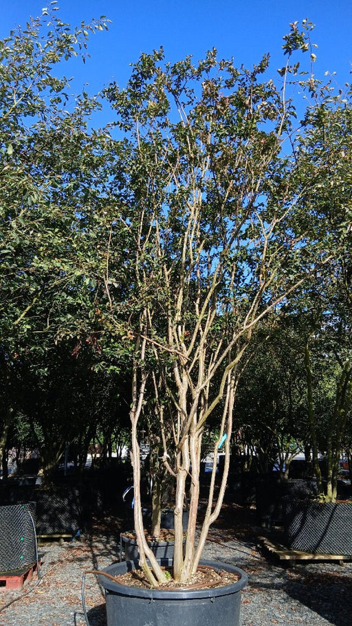 Lagerstroemia indica 'Coccinea' (Crepe Myrtle)