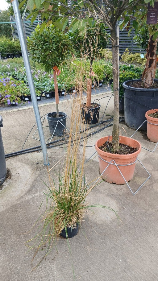 Deschampsia cesp. 'Goldtau'