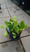 Bergenia 'Bressingham White' (Elephant's Ears)