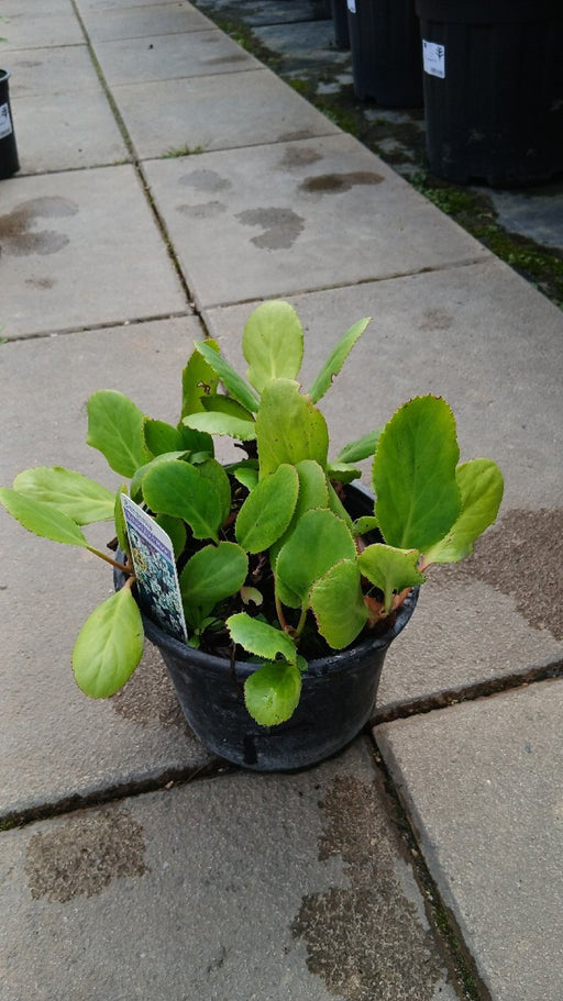 Bergenia 'Bressingham White' (Elephant's Ears)