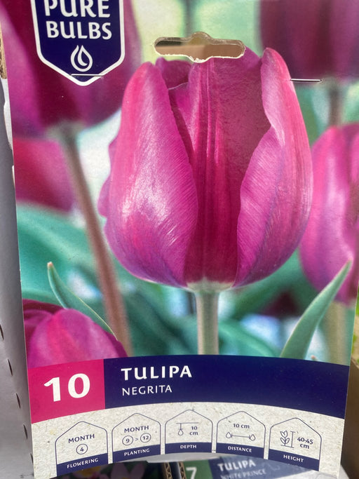 Tulipa 'Negrita'
