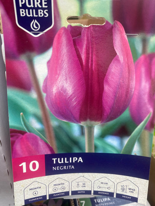 Tulipa 'Negrita'