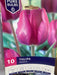 Tulipa 'Negrita'