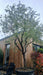 Olea europaea, Da Vinci Style (Olive Tree)