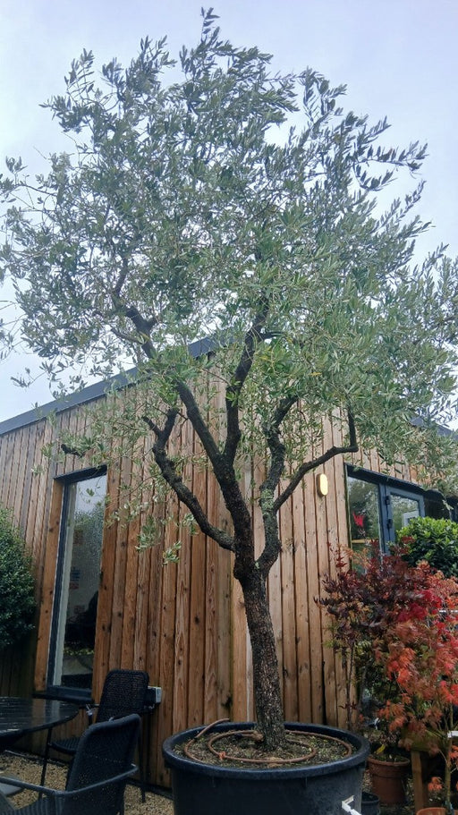 Olea europaea, Da Vinci Style (Olive Tree)